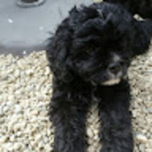 Meet your Posher, Ellie